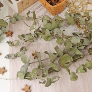 一 _乾燥圓葉尤加利