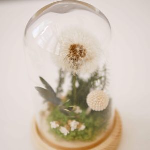 一 _永生蒲公英