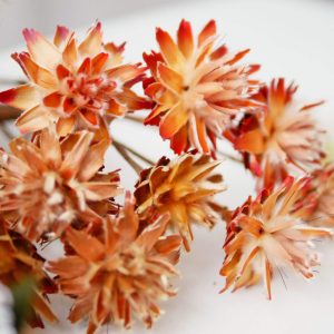 一 _羽毛菊