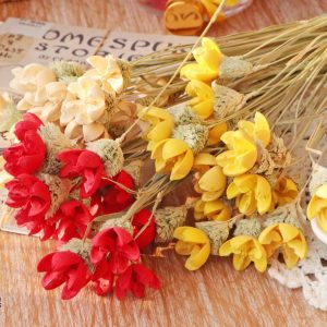 一 _開心果花