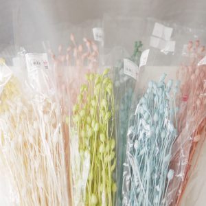一_風鈴花