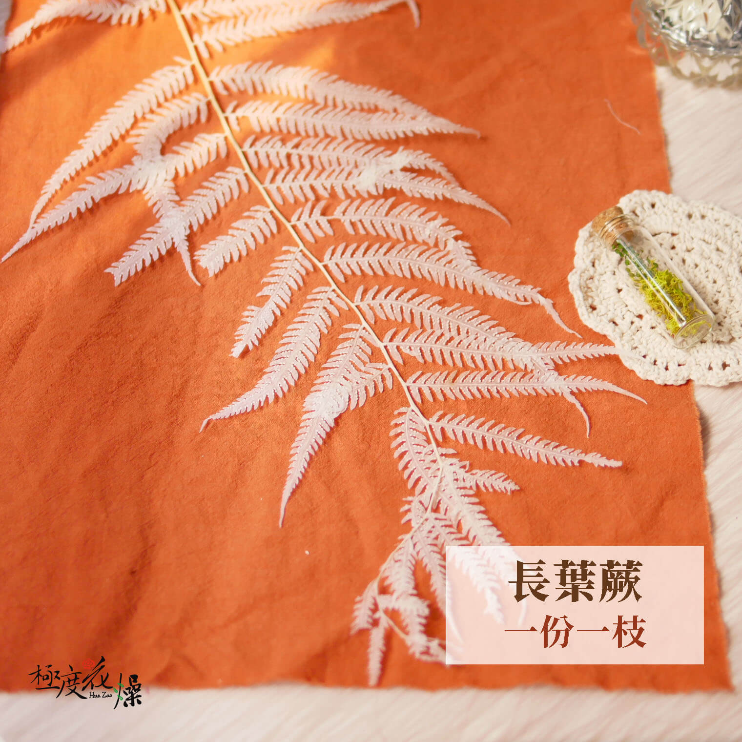 一枝單選_長葉蕨 拷貝