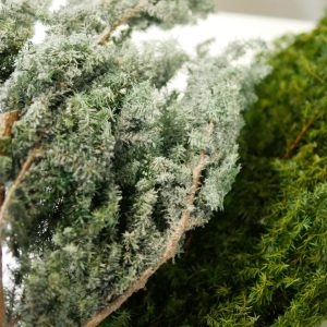 三 _永生雪松