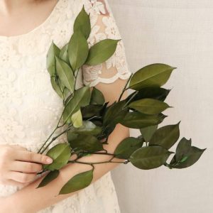 三 _茶花葉