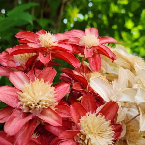 三_小松花