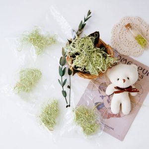 三_捲曲松蘿 拷貝