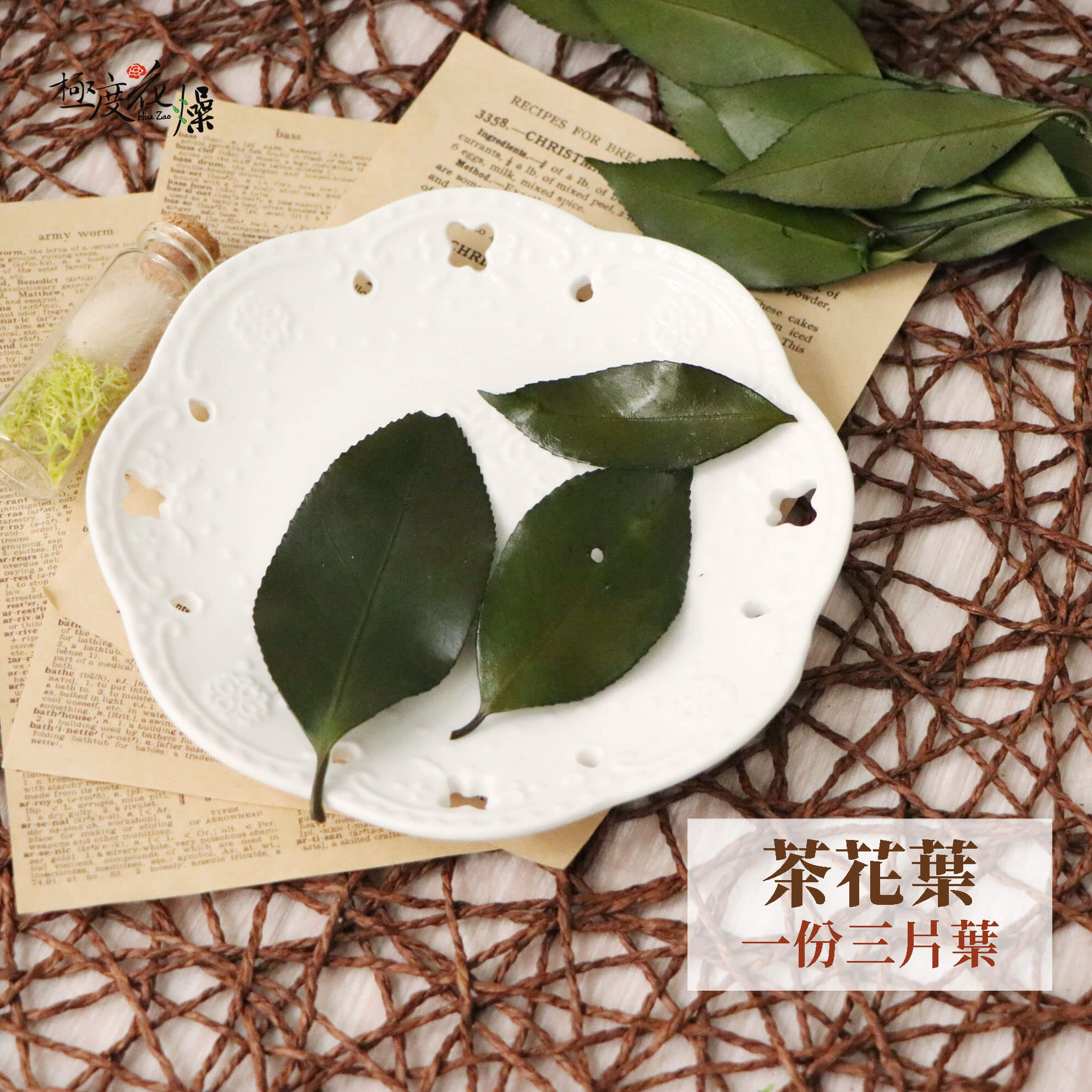 三片 _茶花葉