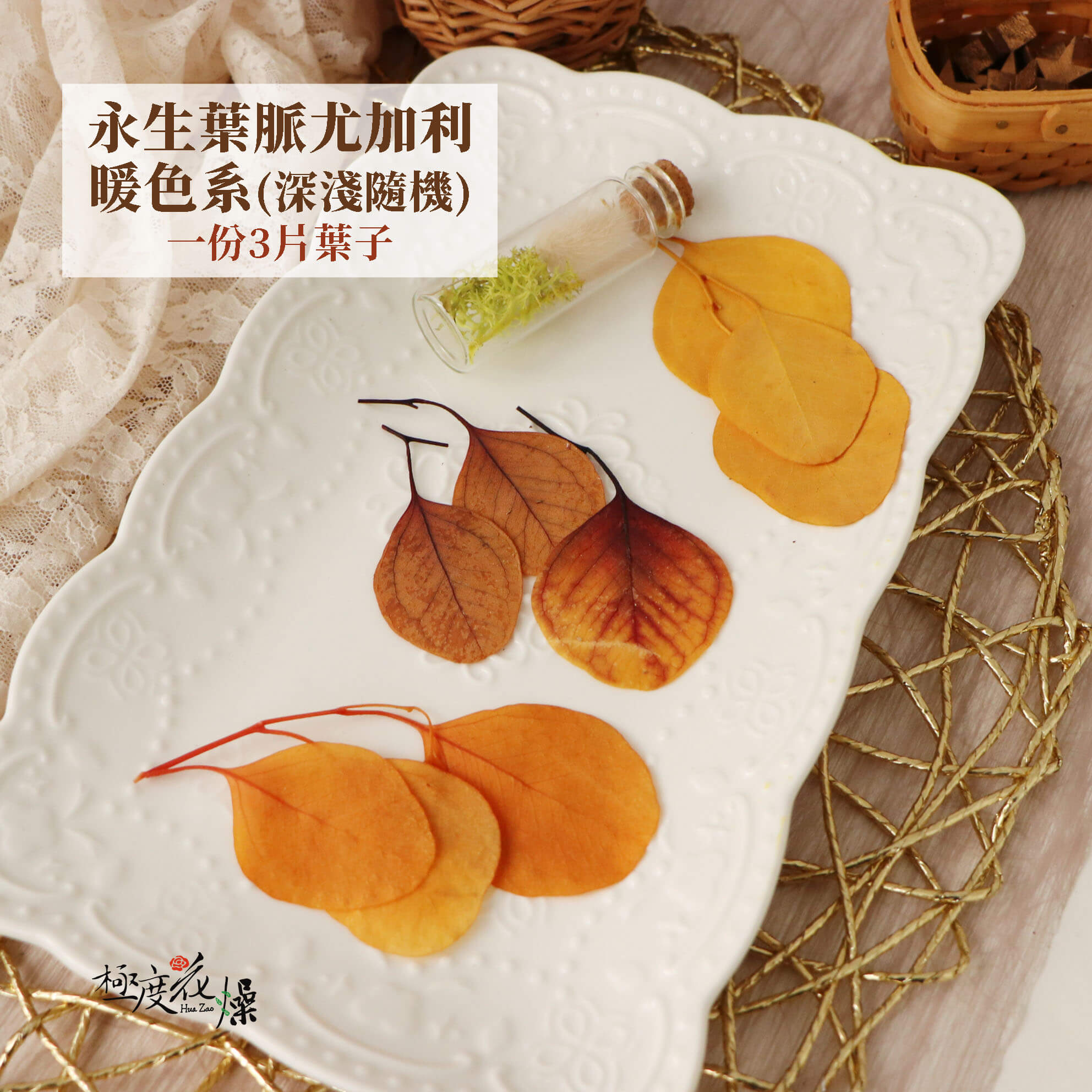 三片暖色 _永生葉脈尤加利