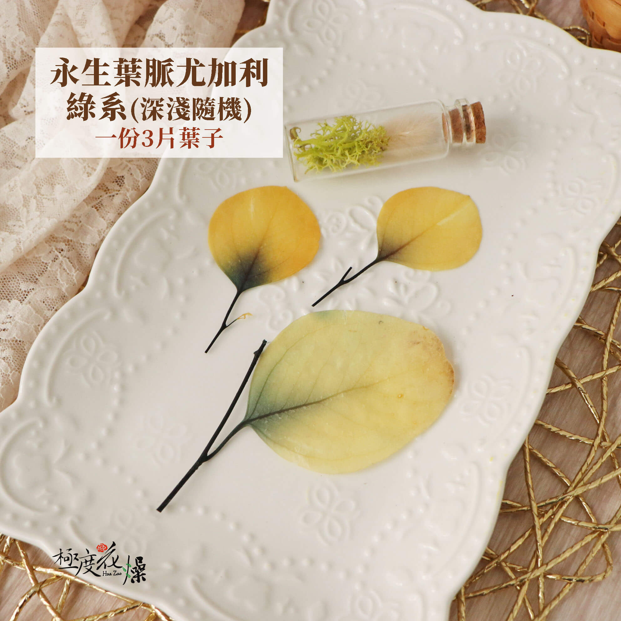 三片綠 _永生葉脈尤加利