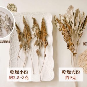 乾燥規格_銀葉菊 拷貝