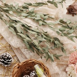 二 _乾燥尖葉尤加利