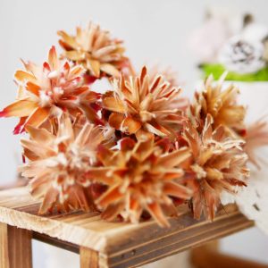 二 _羽毛菊