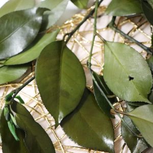 二 _茶花葉