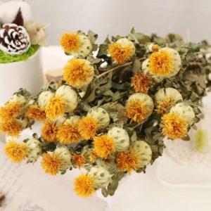 二 _菠蘿橙