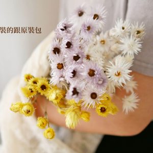 二_小銀雛菊 拷貝