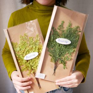 二_鐵線蕨 拷貝