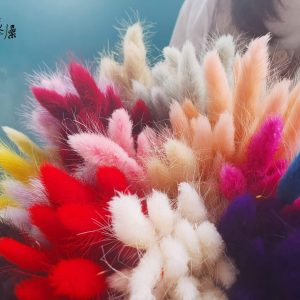 五_兔尾草