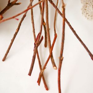 五 _羽毛菊