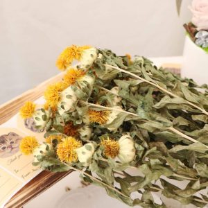 五 _菠蘿橙