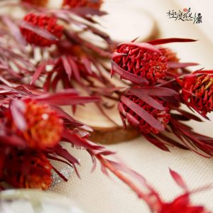 五 _陽光果