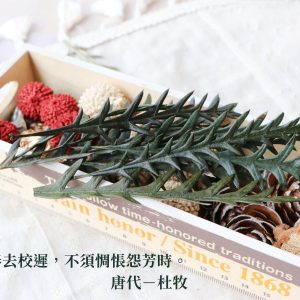 五 _鳳尾葉