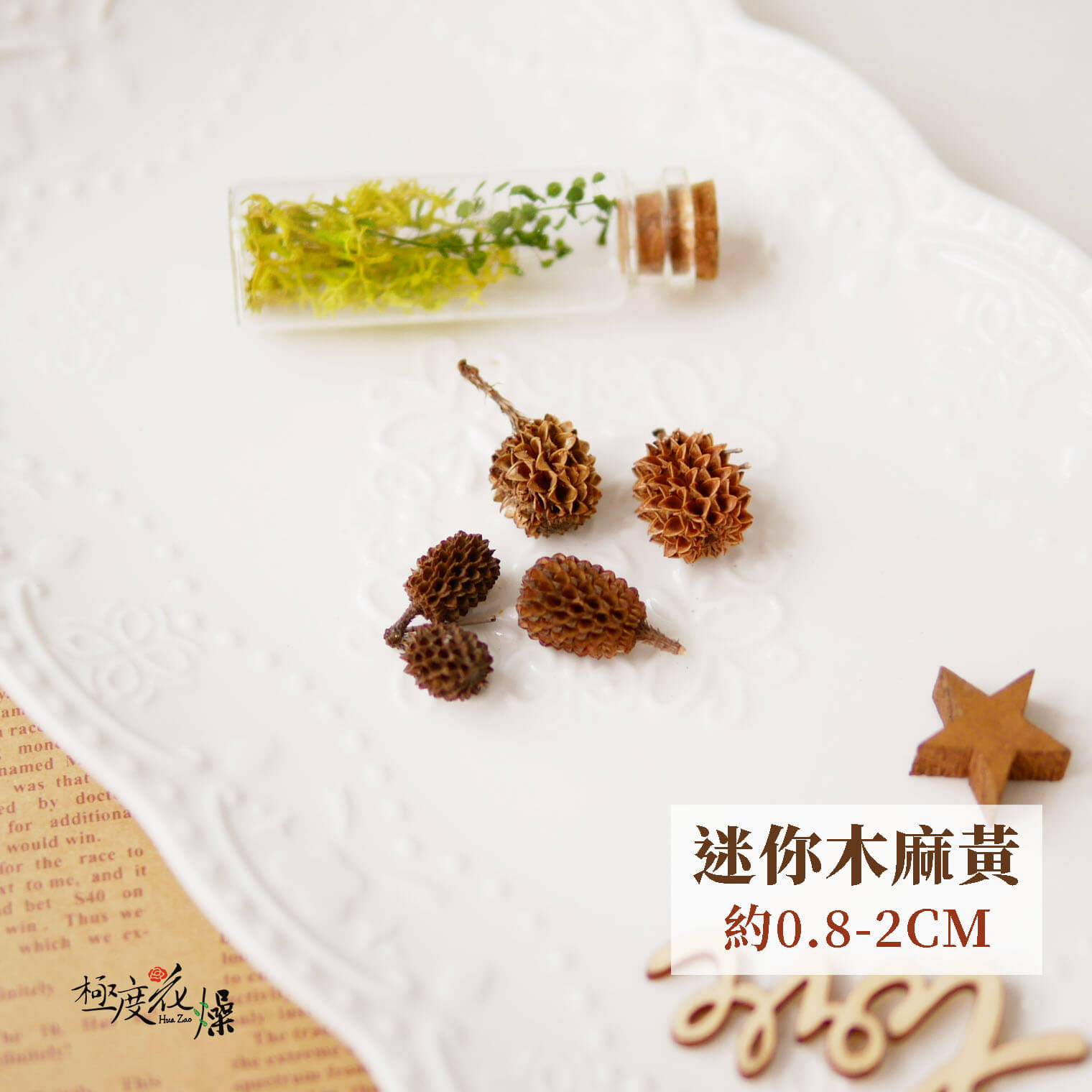 五棵單選 _木麻黃