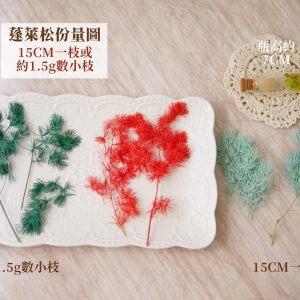 份量 _永生蓬萊松