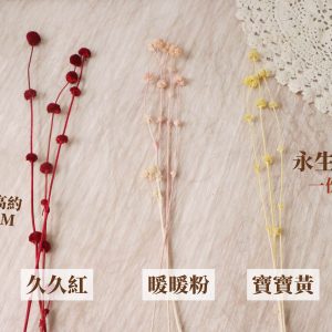 份量棄_永生小乒乓