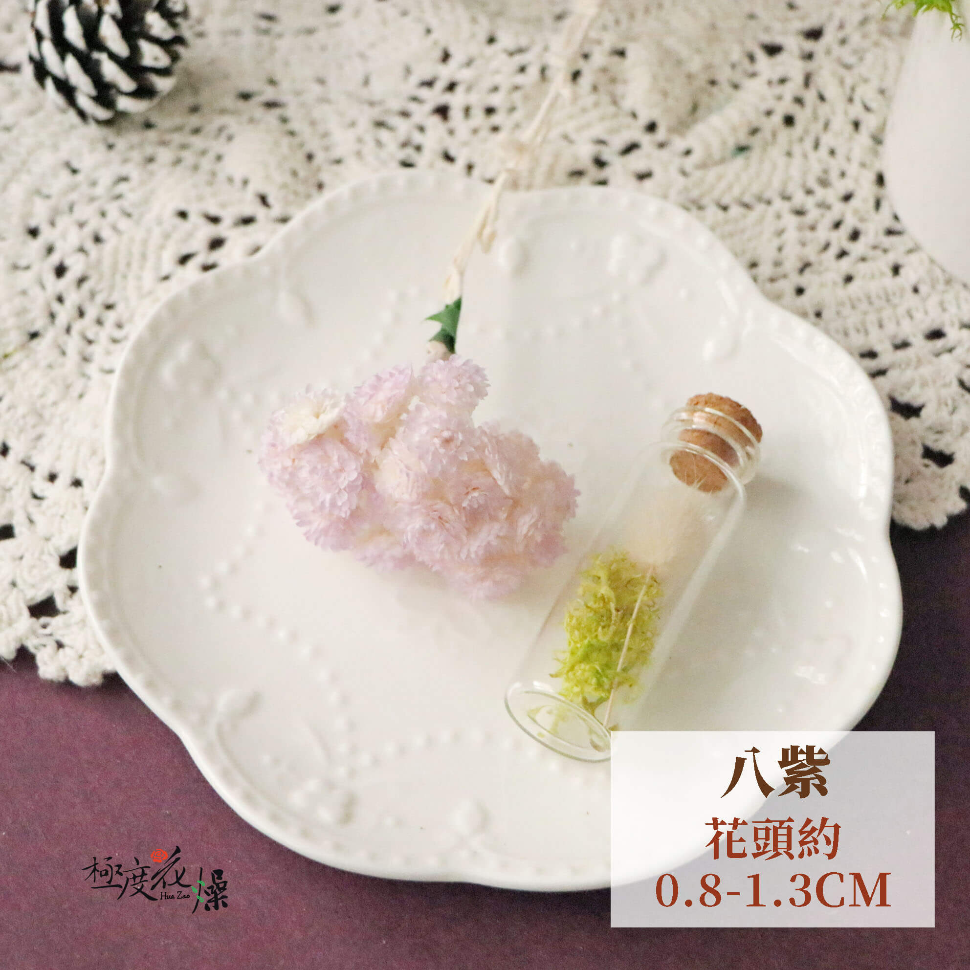八紫_蠟菊