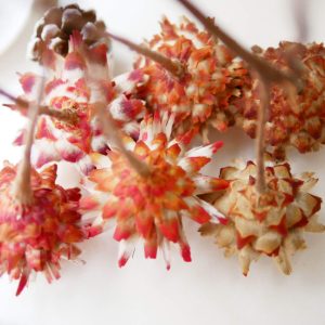 六 _羽毛菊