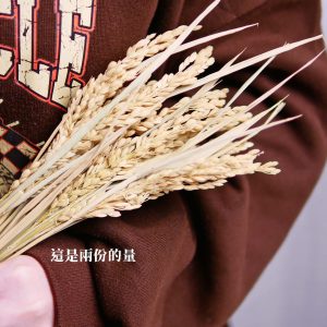 六_稻穗 拷貝