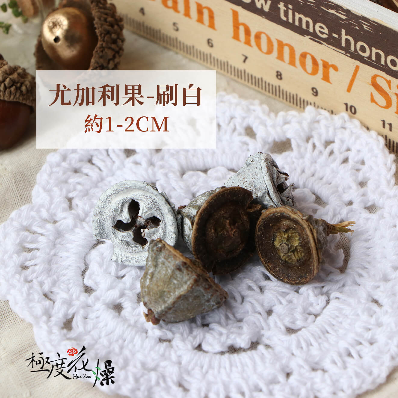 刷白 _尤加利果