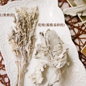 十_銀葉菊 拷貝