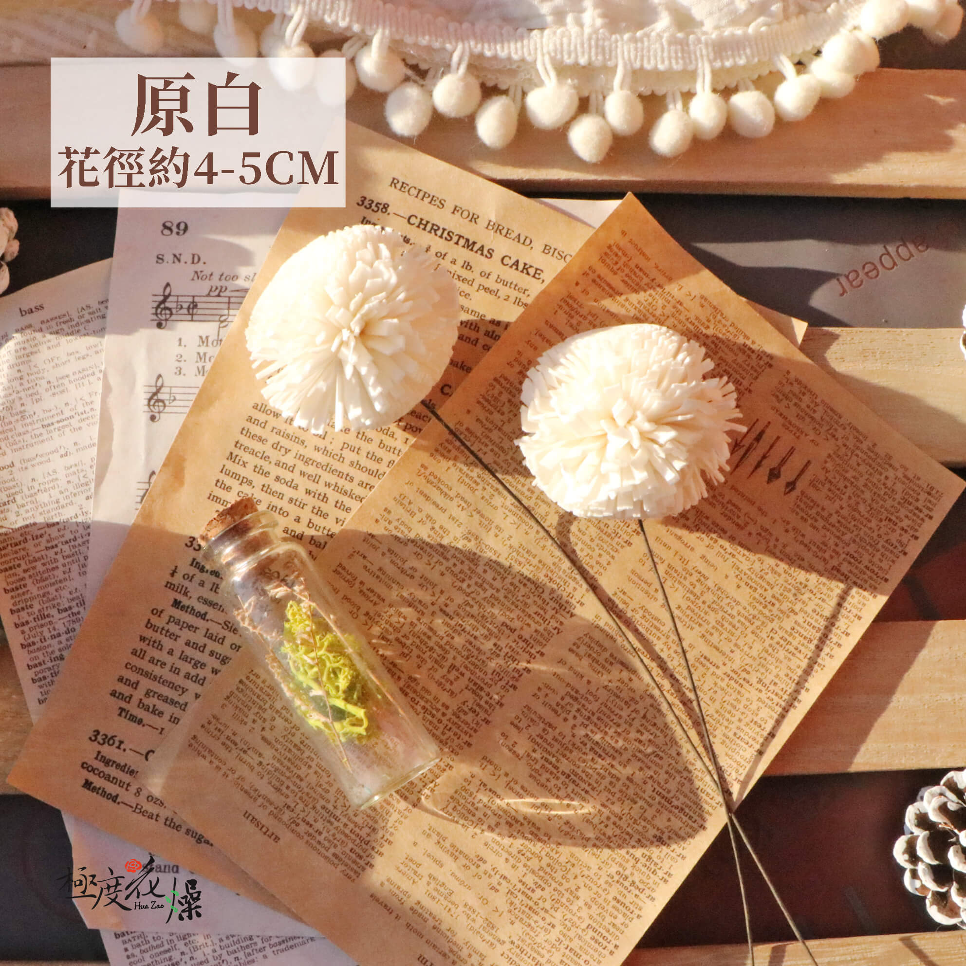 原白_乒乓菊
