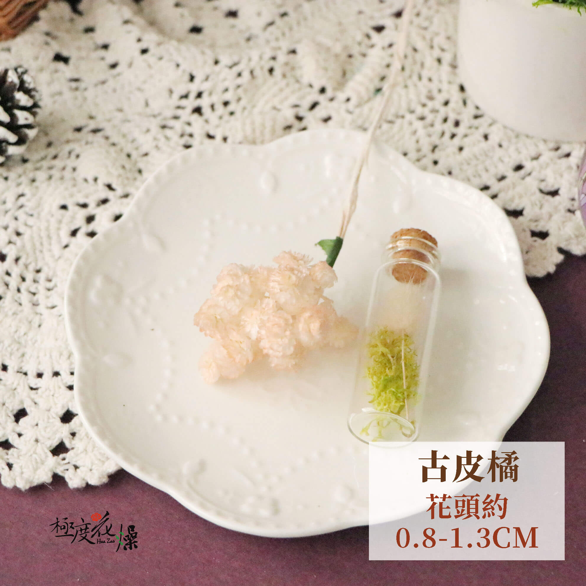 古皮橘_蠟菊