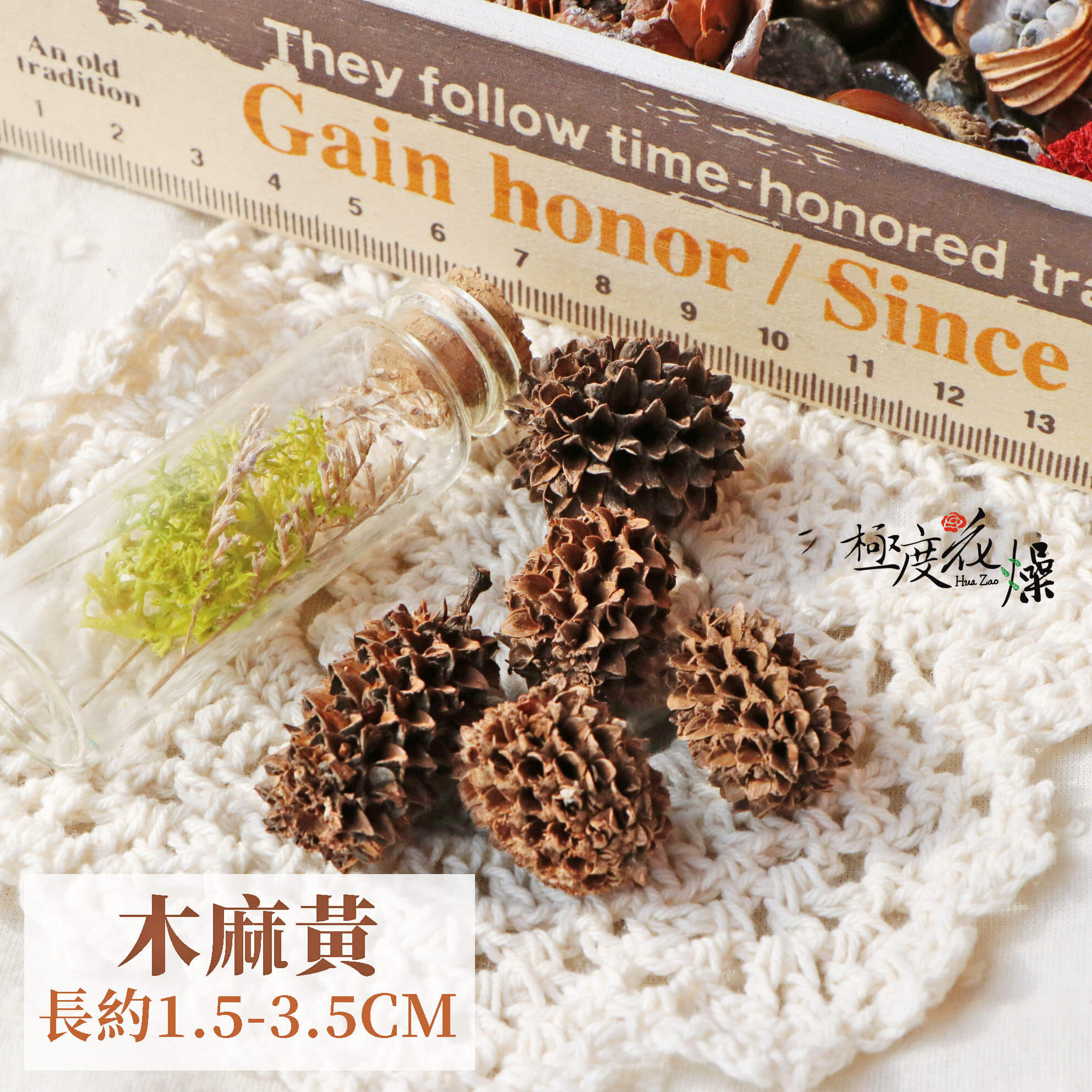 單 _木麻黃