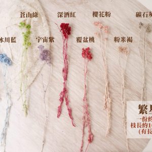 單枝色 _繁星花
