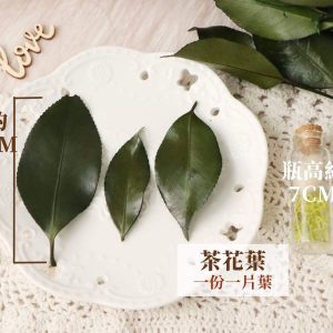 單片規格 _茶花葉