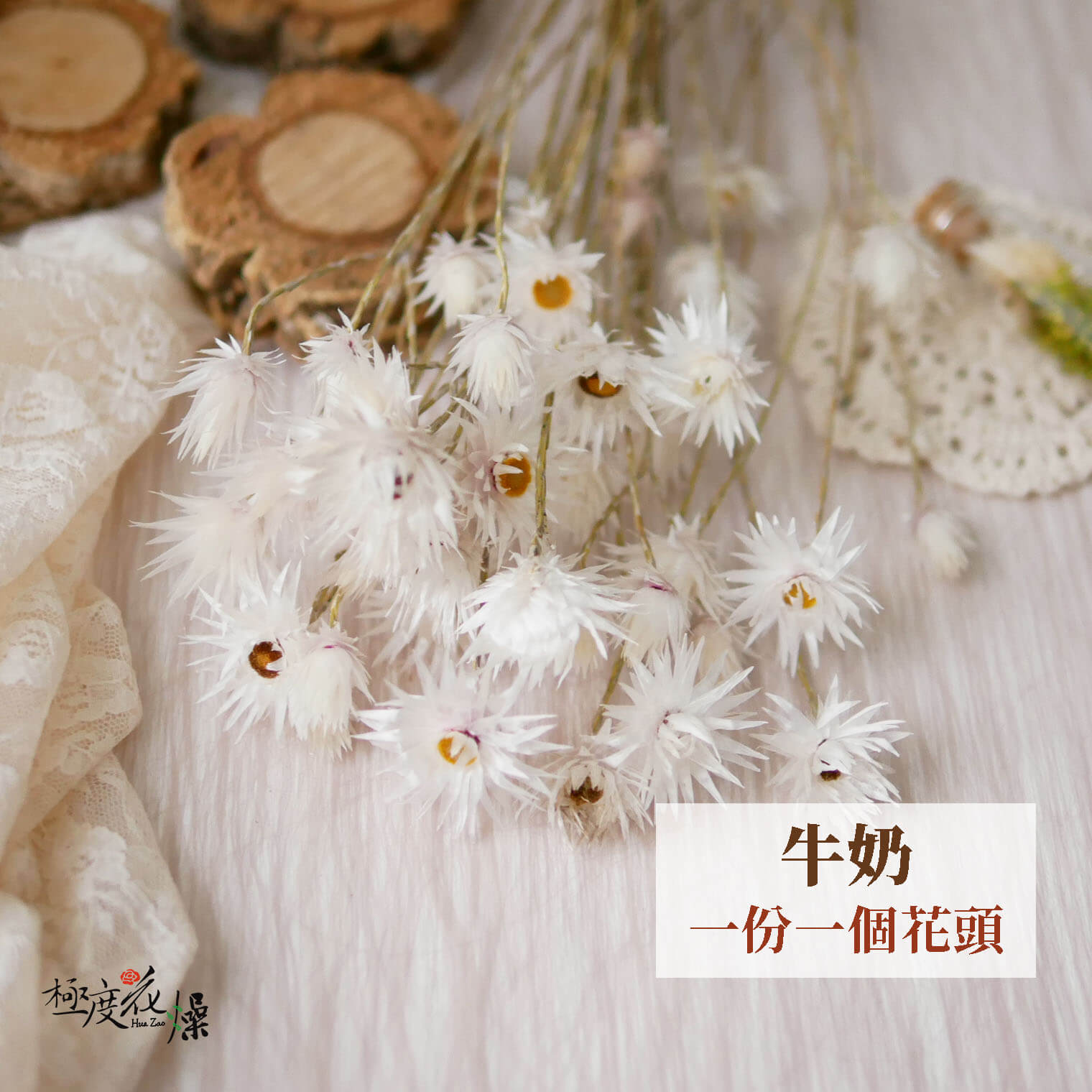單選牛奶_小銀雛菊 拷貝