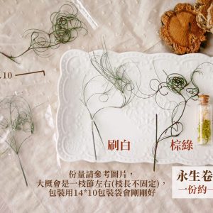 單選規格_卷絲草 拷貝