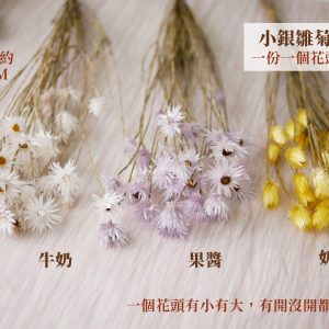 單選規格_小銀雛菊_小銀雛菊 拷貝