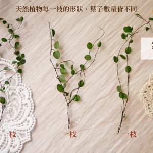 單選規格_鈕扣藤 拷貝