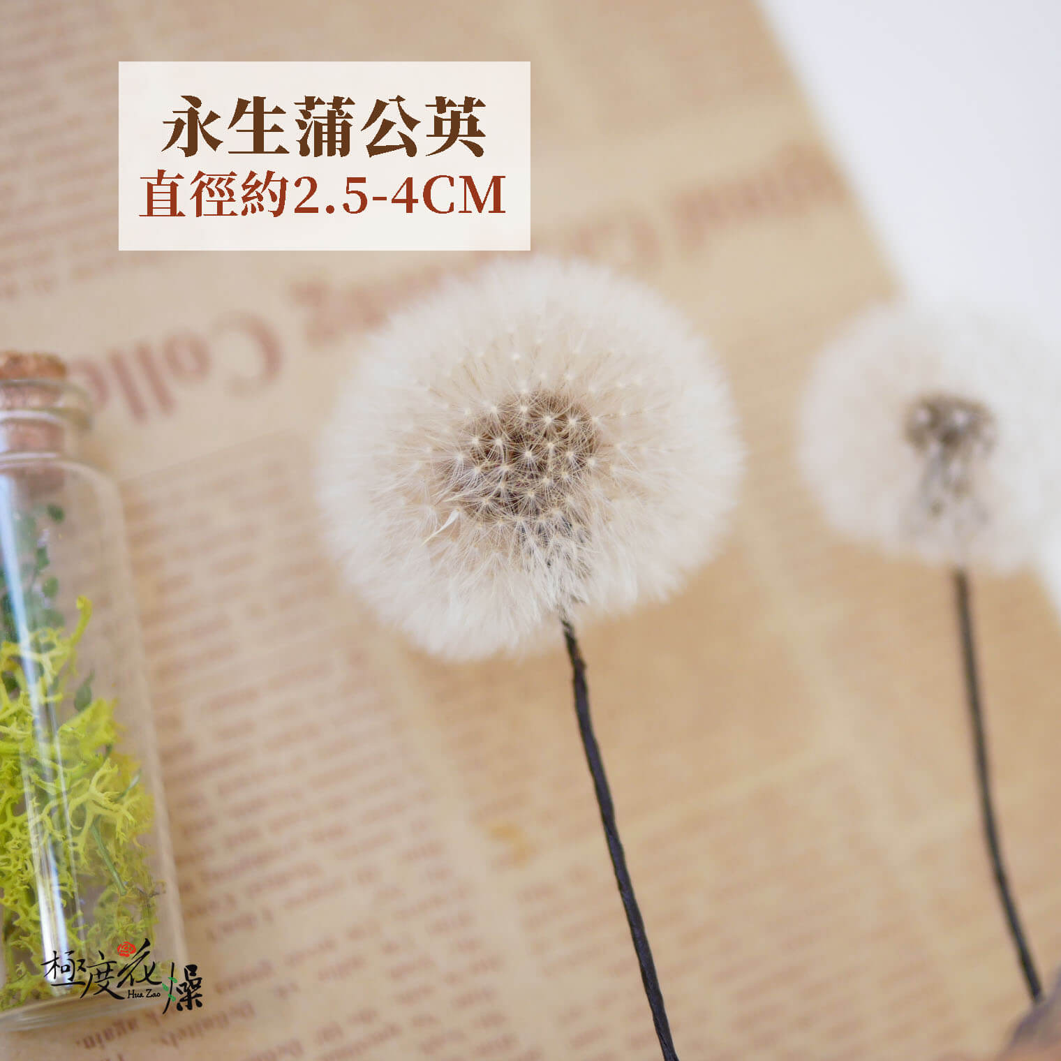 單選項 _永生蒲公英
