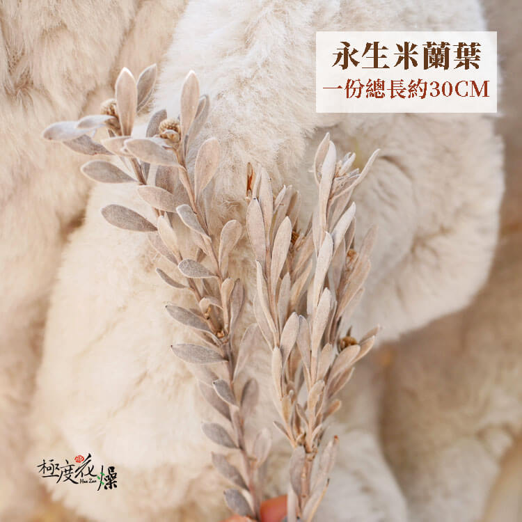 單選項_永生米蘭葉 拷貝