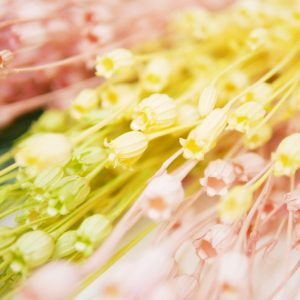 四_風鈴花