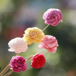 四_2.5太陽玫瑰