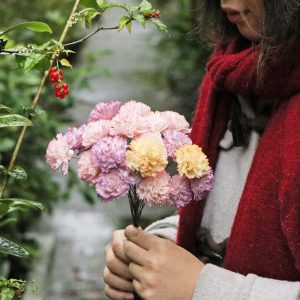 四_通草康乃馨
