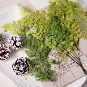 四_鐵線蕨 拷貝