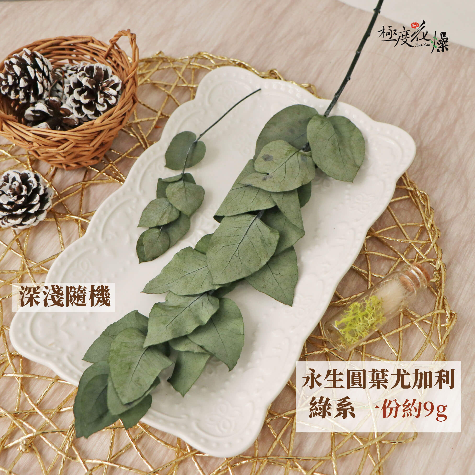 圓葉綠 _永生圓葉尤加利