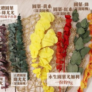 圓葉規格_永生圓葉尤加利 拷貝